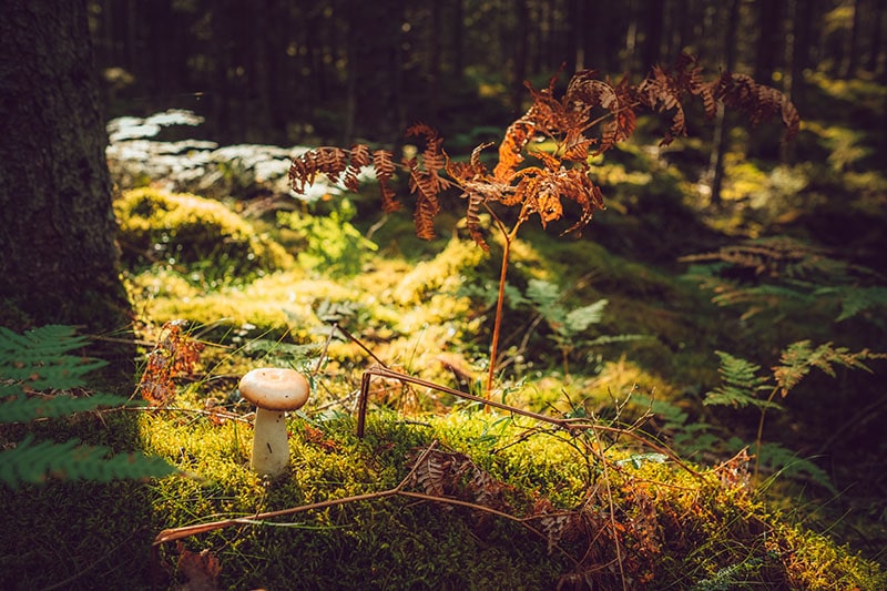 Сфотографировать грибы осенью.