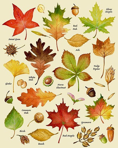 Осенние листья и осенние плоды
