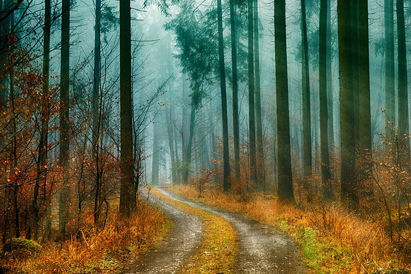 Дорога через лес с солнечной арфой