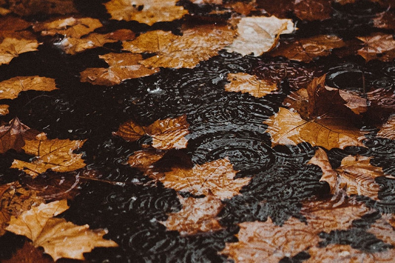 Осенние листья плавают в луже на улице во время дождя